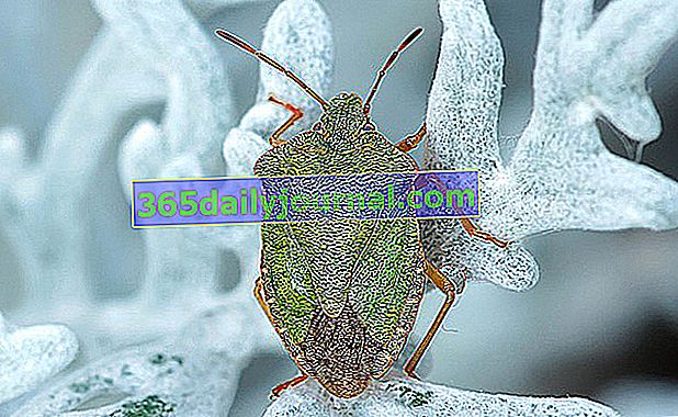 zielony robak (Palomena prasina)