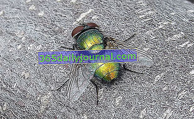зелена муха (Lucilia caesar) 