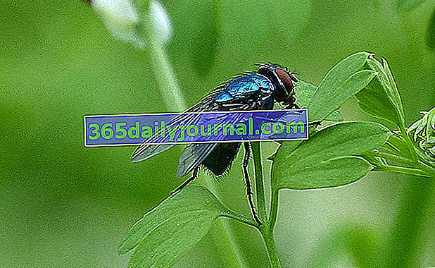 муха от синьо месо (Calliphora vicina) 
