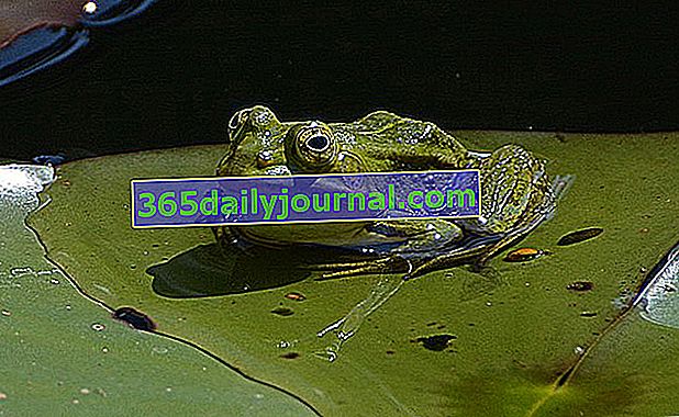 zielona żaba (Rana esculenta) 