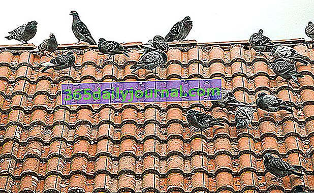 Jak odstraszyć gołębie z dachu, balkonu lub ogrodu?