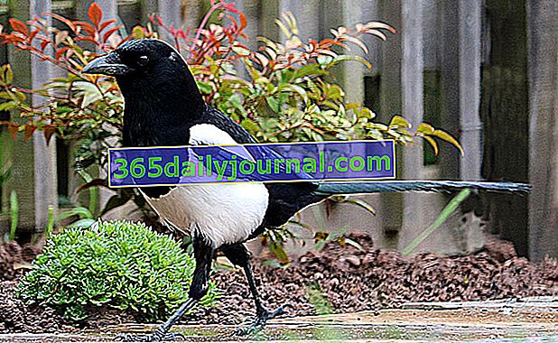 Sroka: gadatliwy i złodziej czarno-biały ptak