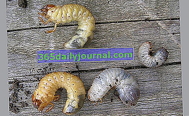 larwy lub fartuch biały cetonia