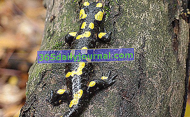 Salamandra plamista lub plamista (Salamandra salamandra)