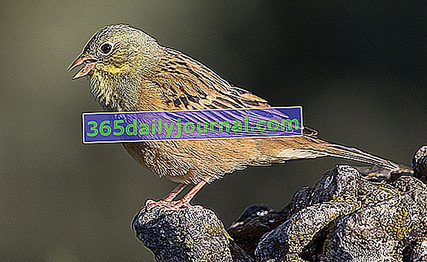 Ortolan lub Ortolan Sparrow (Emberiza hortulana)