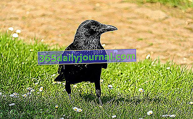 Kruk (Corvus corax): czarny i hałaśliwy ptak