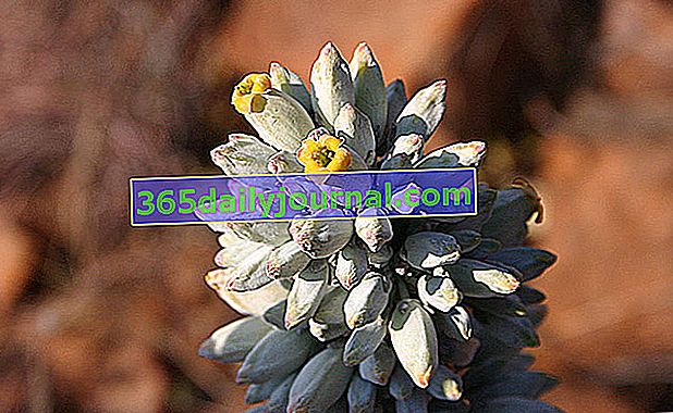 Kalanchoe thyrsiflora çiçekleri