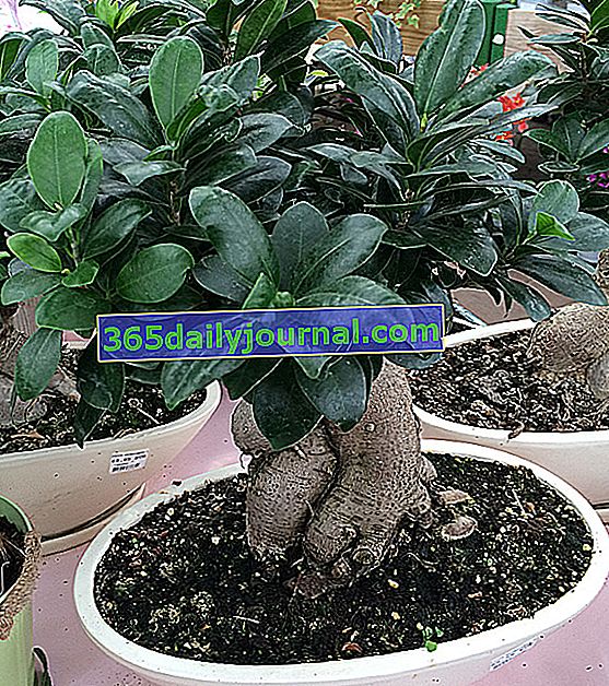 Bir tencerede Ficus ginseng (Ficus microcarpa veya retusa), houseplant bakımı