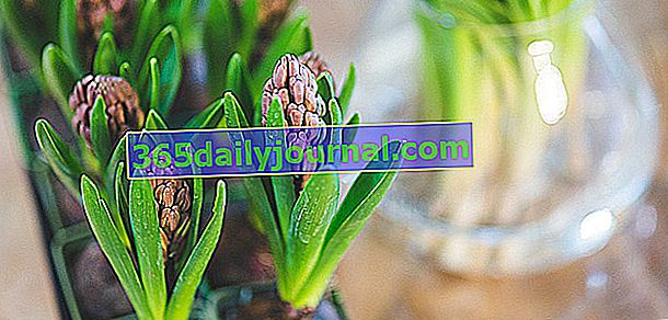 flor un jacinto forzado marchito