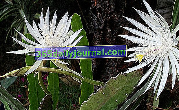 Epiphyllum oxypetalum lub kaktus orchidea