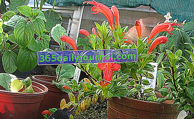 Aeschynanthe (Aeschynanthus), kwitnąca wisząca roślina doniczkowa