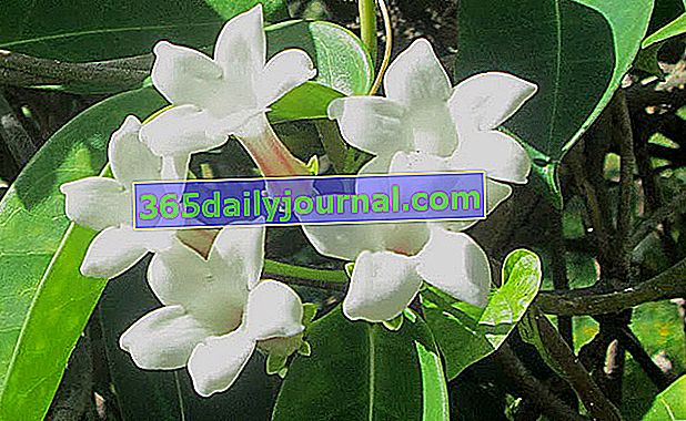 Jazmín de Madagascar (Stephanotis floribunda) con un aroma embriagador