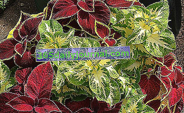 coleus o bardzo kolorowych liściach w kolorze czerwonym, zielonym, fioletowym, brązowym