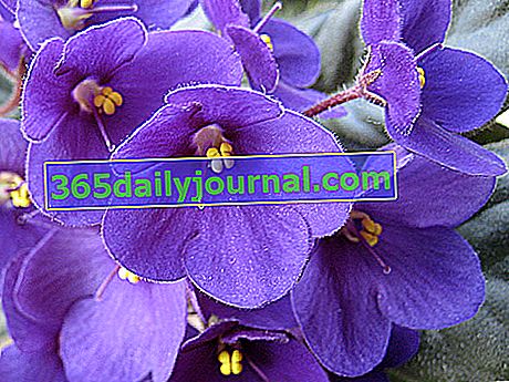 Cape Violet (Saintpaulia ionantha), bir tencerede houseplant