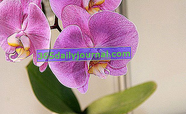 Phalaenopsis Orchid lub Butterfly Orchid