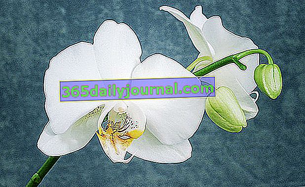 Phalaenopsis Orkide veya Kelebek Orkide - bu çiçeğe özen gösterin