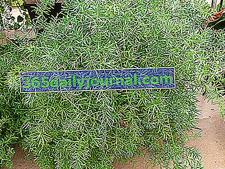 Szparagi (szparagi), roślina doniczkowa doniczkowa