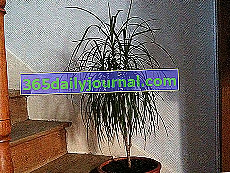 Dracaena (dracaena marginata), saksı bitkisi