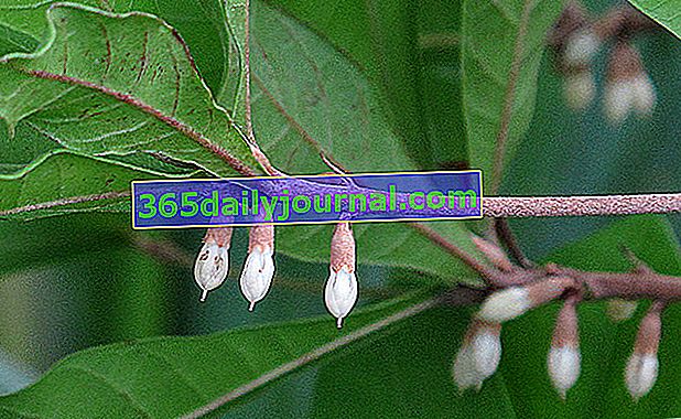 flores de frutos milagrosos (Synsepalum dulcificum)
