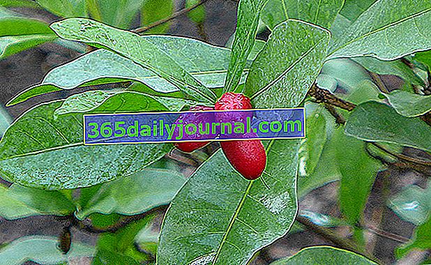 Cudowny owoc (Synsepalum dulcificum) lub cudowna jagoda