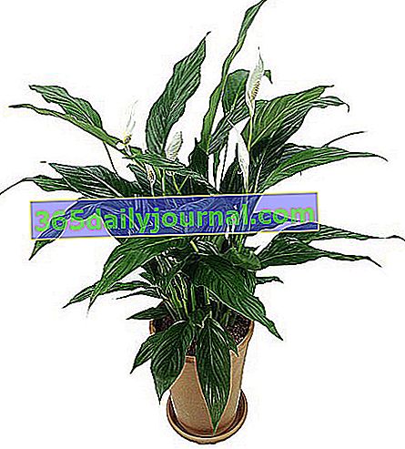 Ay çiçeği (Spathiphyllum), sahte arum - Houseplant