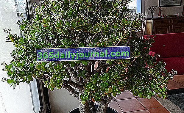 Jadeit (Crassula ovata lub Crassula argentea), roślina doniczkowa w doniczce