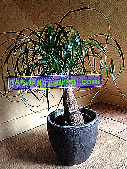 Beaucarnea recurvata veya fil ayağı, saksı bitkisi