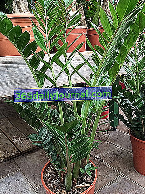 Cultivo de Zamioculcas zamiifolia, planta de interior en macetas