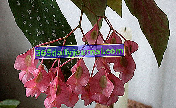 Tamaya (Begonia maculata) lub begonia bambusowa