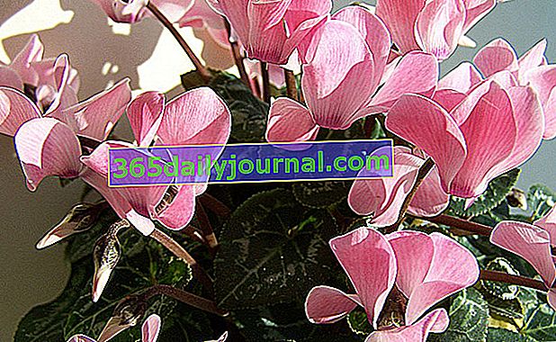 Ciclamen persa (Cyclamen persicum), planta de interior en una maceta