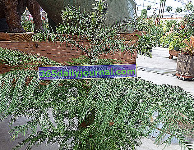 Norfolk Pine (Araucaria heterophylla), bir apartman köknarı