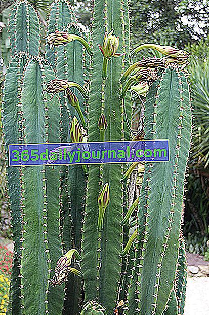 Cereus peruvianus veya Cereus hildmannianus ssp.  Uruguayus