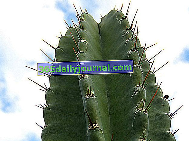 Cereus peruvianus lub Peruvian Candle Cactus