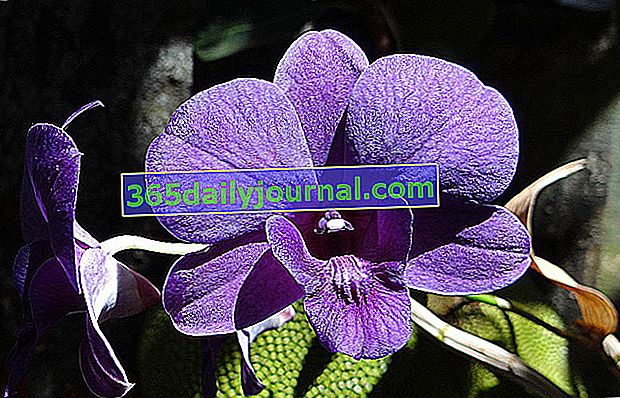 hacer que una orquídea Dendrobium vuelva a florecer
