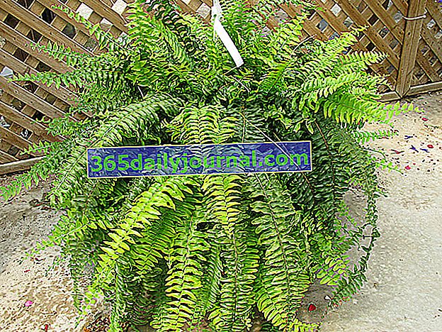 Kapalı Eğreltiotu (Nephrolepis), yemyeşil bitki örtüsü 