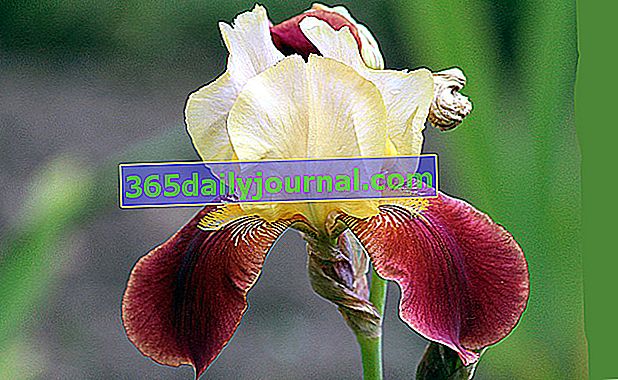 iris (Iris spp.)