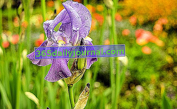 donde instalar iris en el jardín