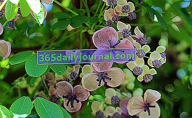 Akebia quinata - Akébie, pnącze ozdobne: sadzenie, uprawa, pielęgnacja