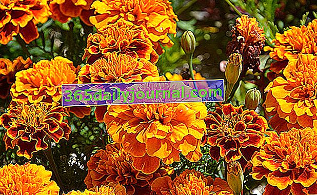  kadife çiçeği, klasik bahçe (Tagetes patula)