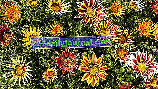 Gazania (Gazania), tam güneşli yaz bitkisi