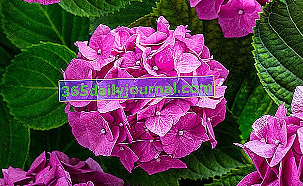 Hortensia o flor de hortensia rosa