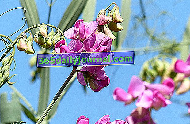 tatlı bezelye (Lathyrus odoratus) 