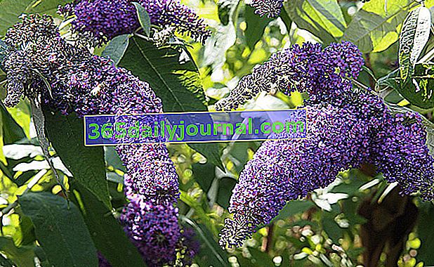 Árbol de mariposas (Buddleia spp.), Un arbusto invasor