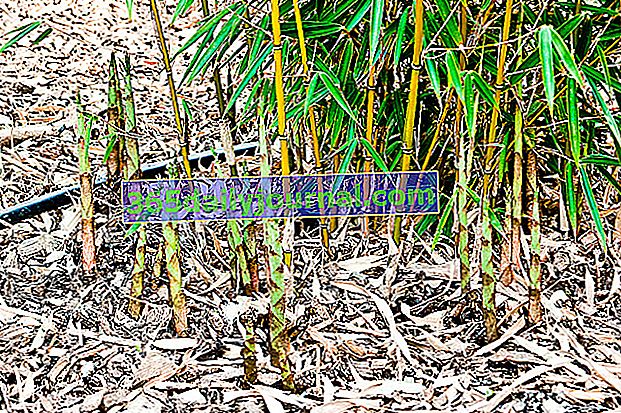 İz bırakmayan bambu Fargesia robusta