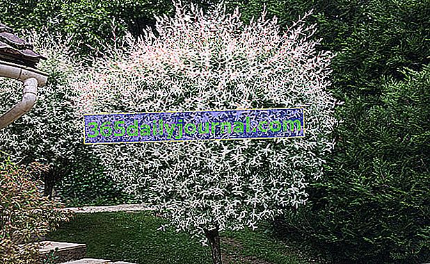 Bahçede karidesli söğüt (Salix integra 'Hakuro-Nishiki')