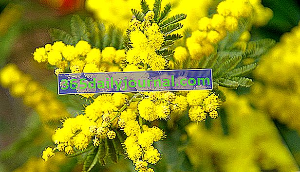 mimoza (Akasya) 