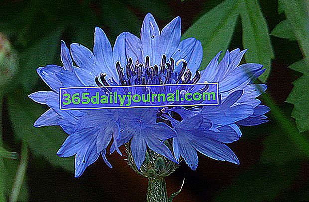kantaron (Centaurea) 