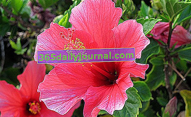 Althea (Hibiscus syriacus) - Bahçe çalı: büyüyen, bakım, dikim