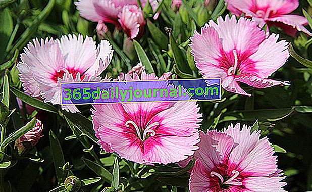 Clavel muy florífero (Dianthus) en el jardín