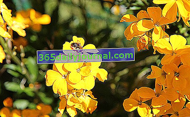 Wallflower ravenelle (Erysimum cheiri syn. Cheiranthus cheiri) 